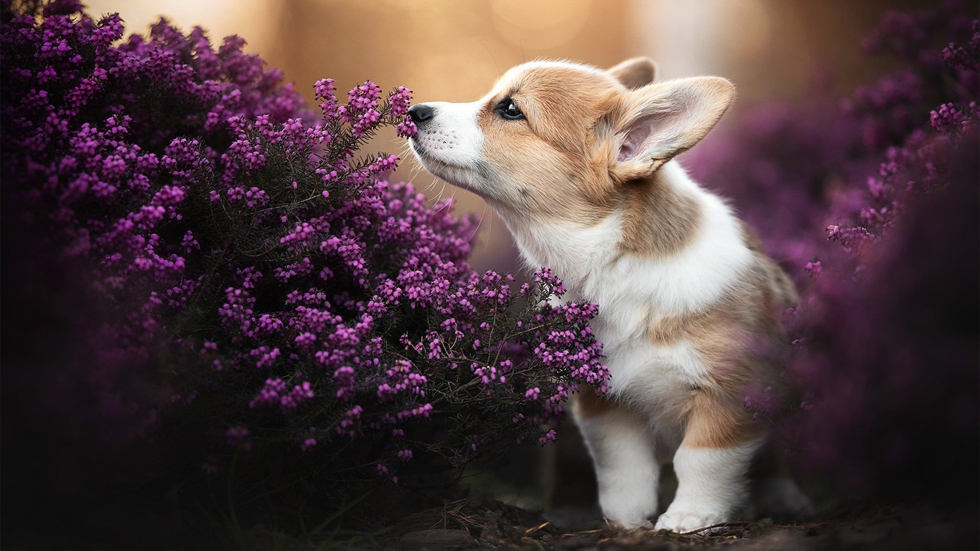 当安联球场的轰鸣遇见东决的终场哨,致命一击的艺术
