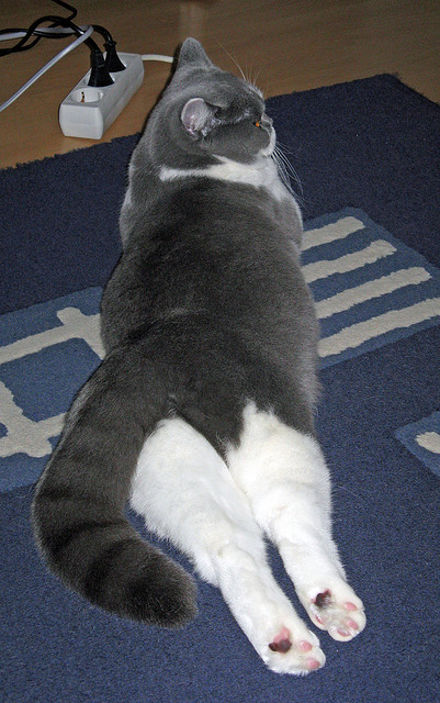 绿茵神偷，欧文如何用十秒钟定义欧冠之夜